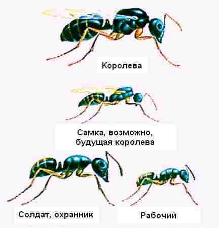 На фото описана иерархия муравьев